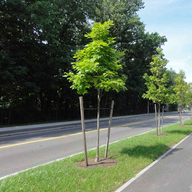 contact streettrees