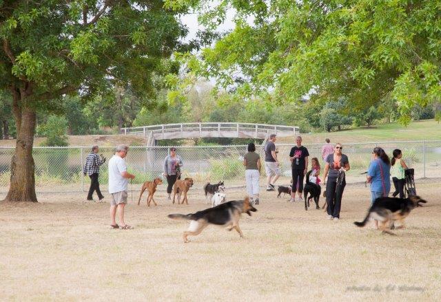 Albany dog park celebration Aug2614-5