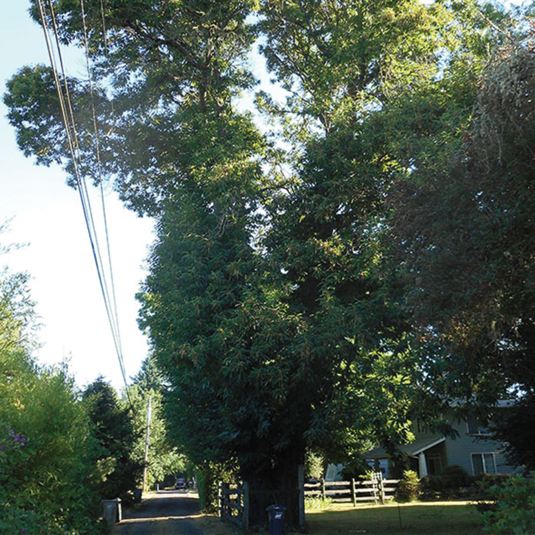 american chestnut