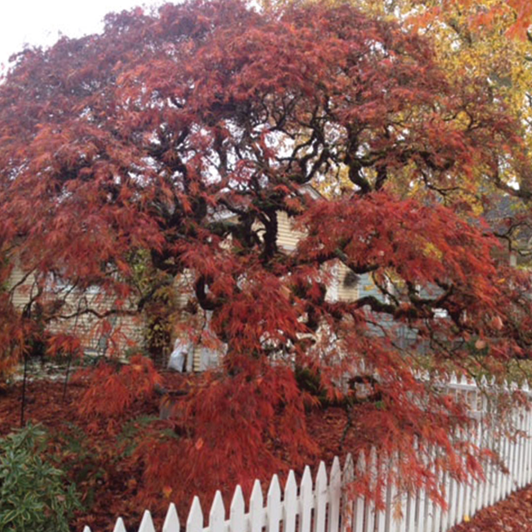 japanese maple