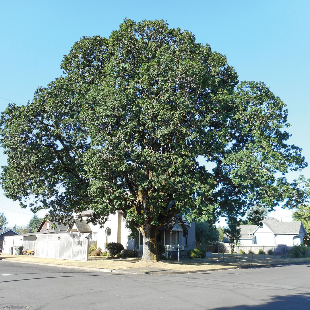 keyhole oak