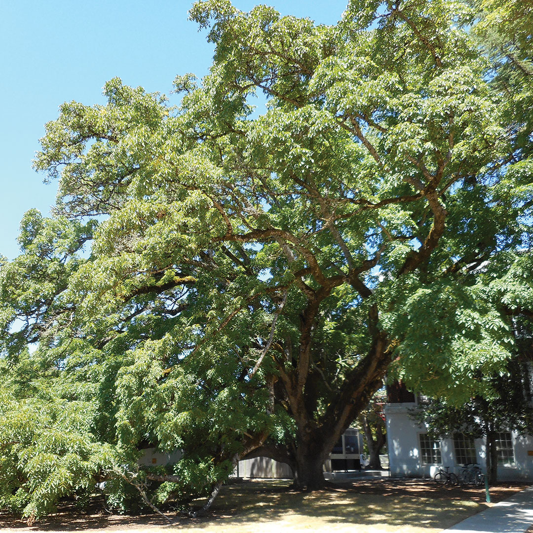 persian walnut