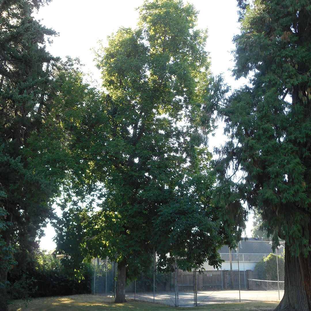 shagbark hickory