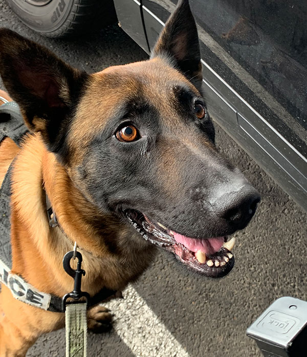 k9 kovu