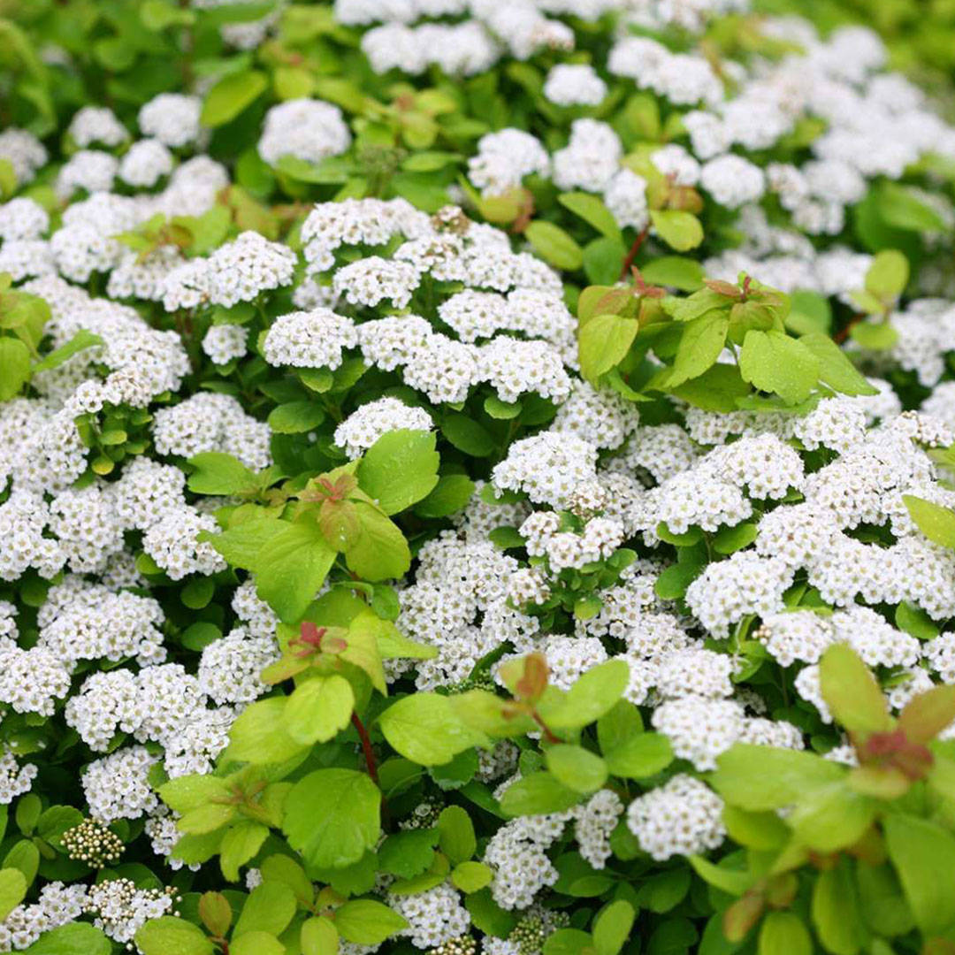 birchleaf spirea