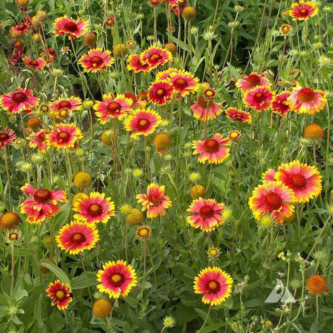 blanket flower