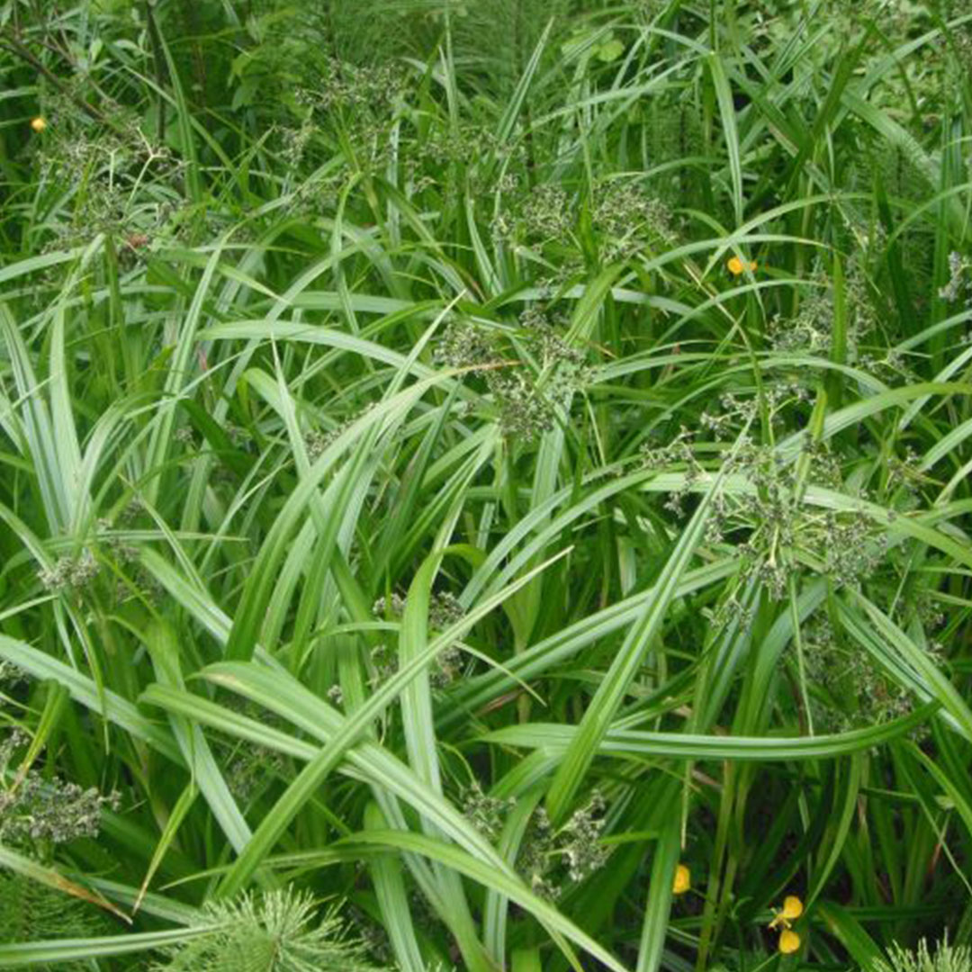 bulrush