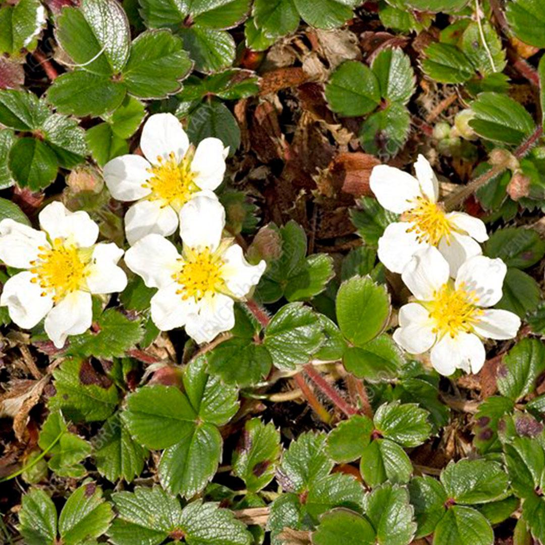 coastal strawberry