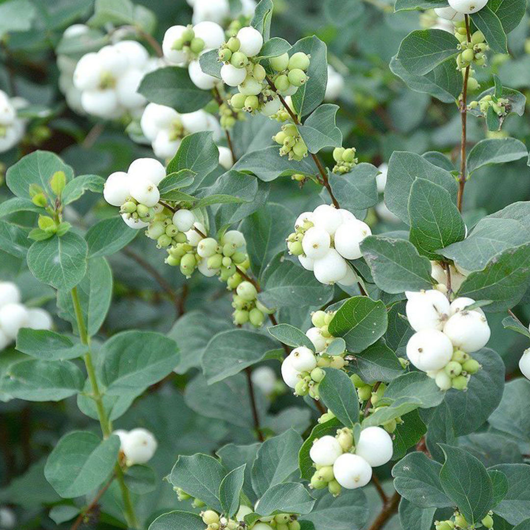 common snowberry