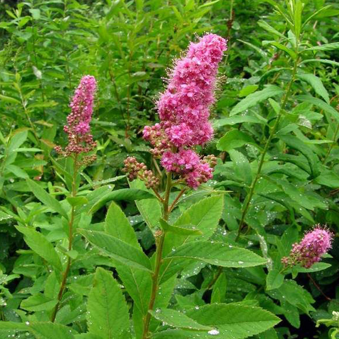 douglas spirea