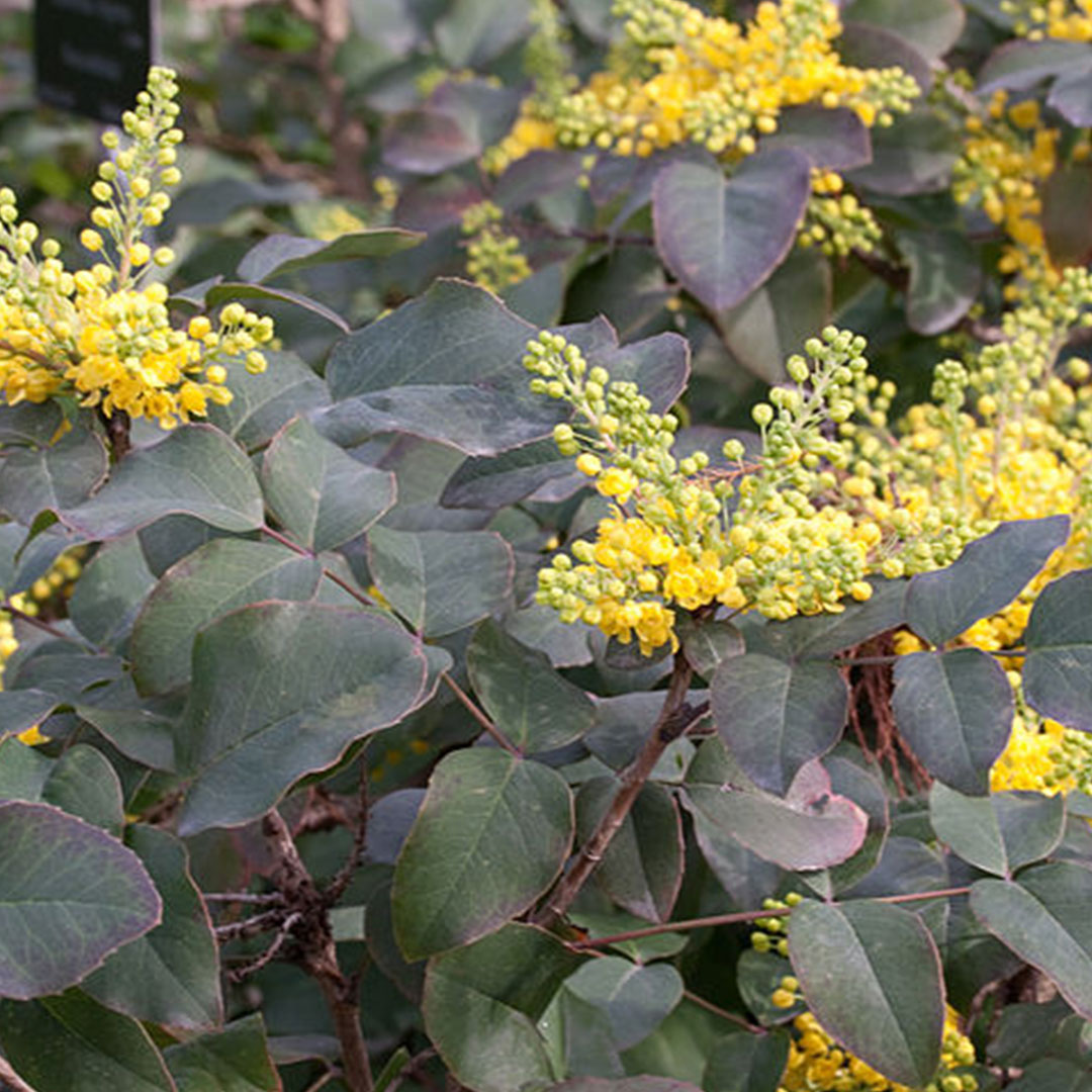 oregon grape