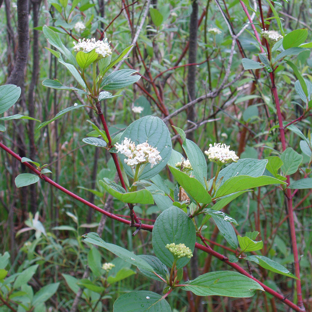 red twig dogwood