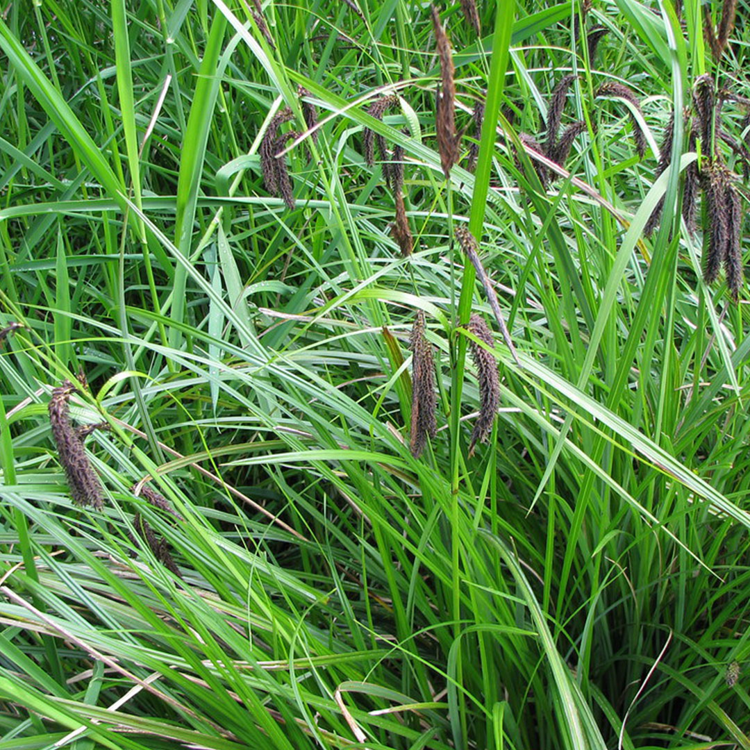 slough sedge