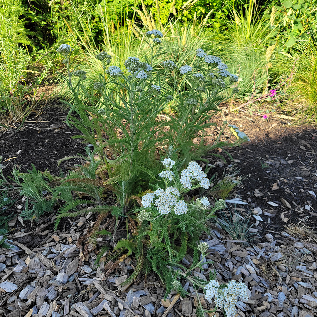 yarrow