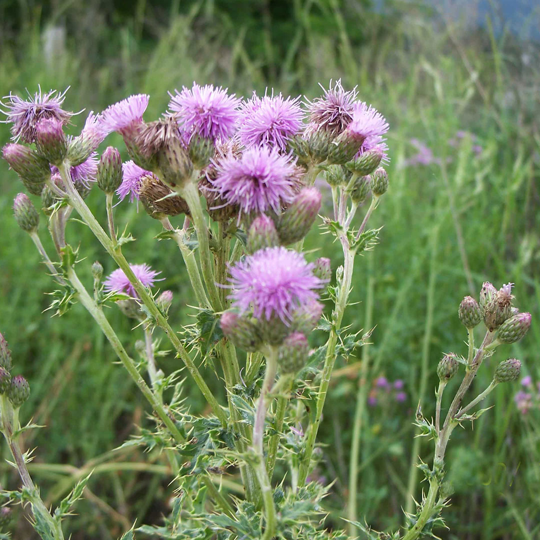 canada thistle