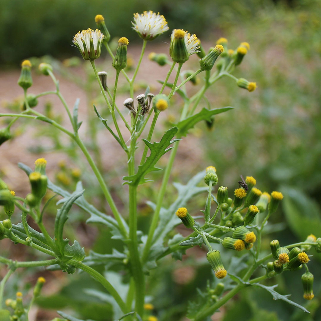 common groundsel