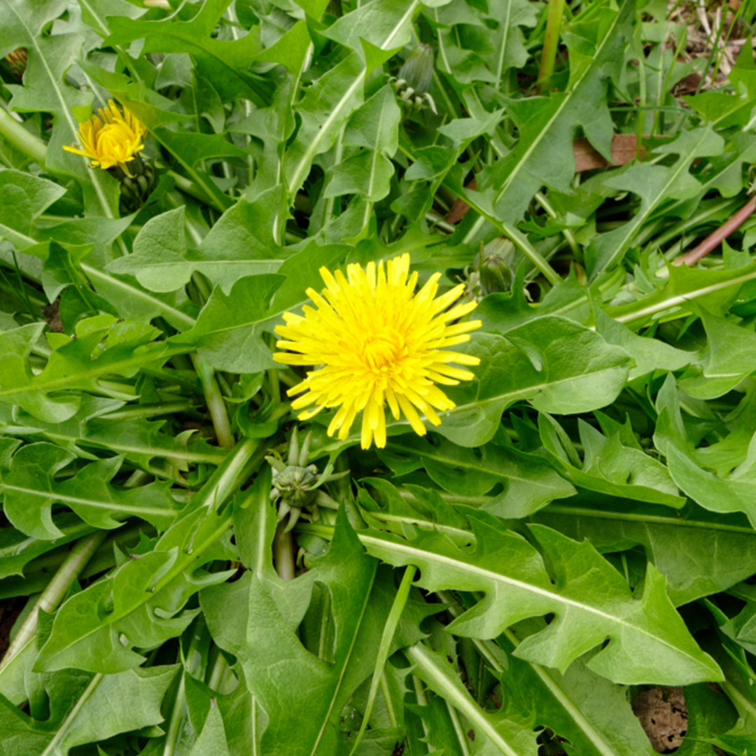 dandelion