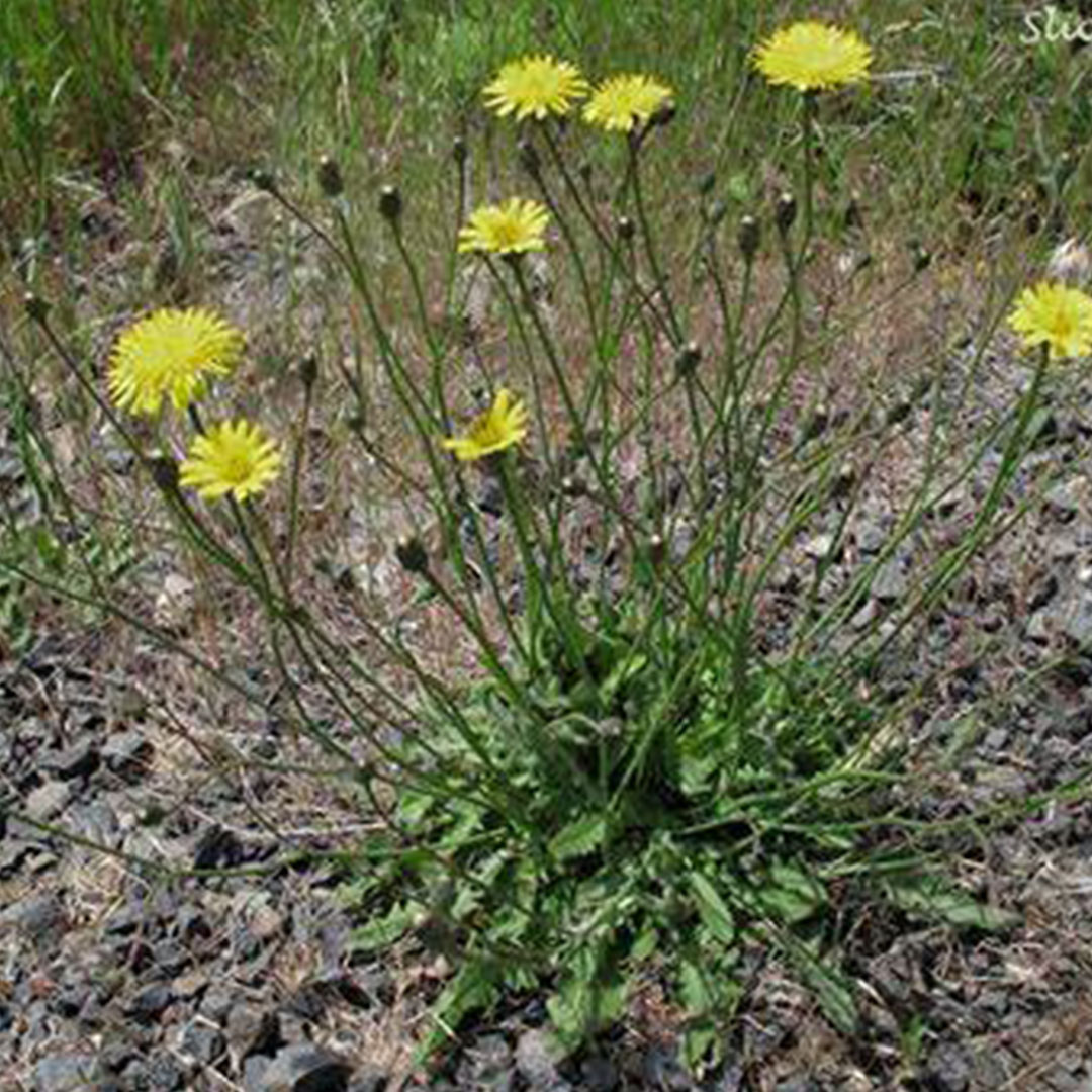 false dandelion