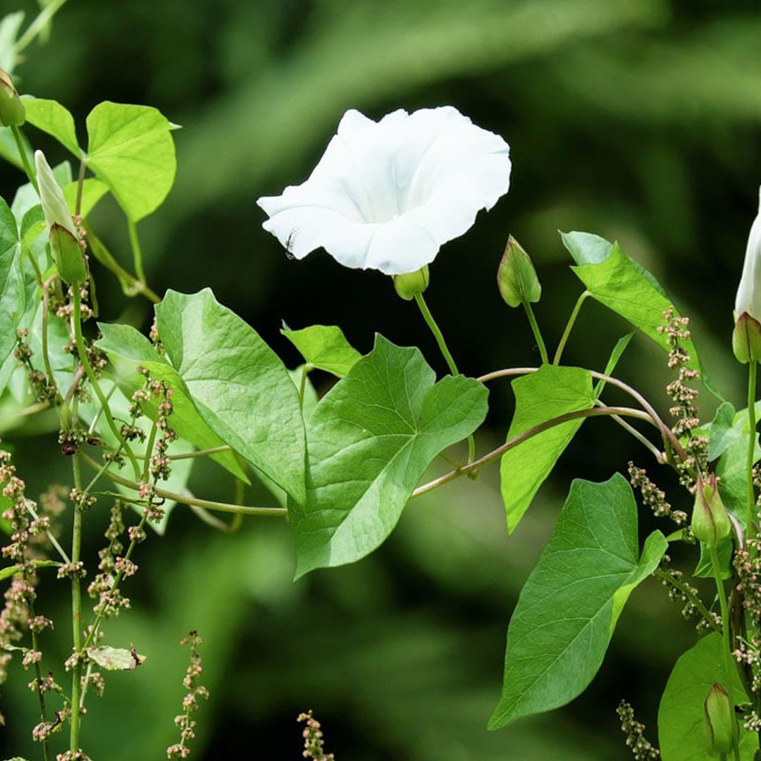 field bindweed