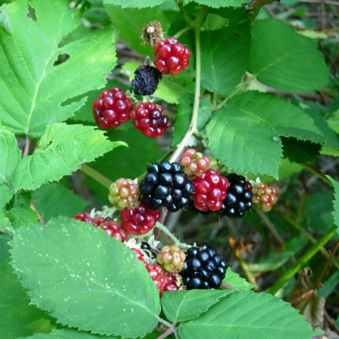 himalayan blackberry