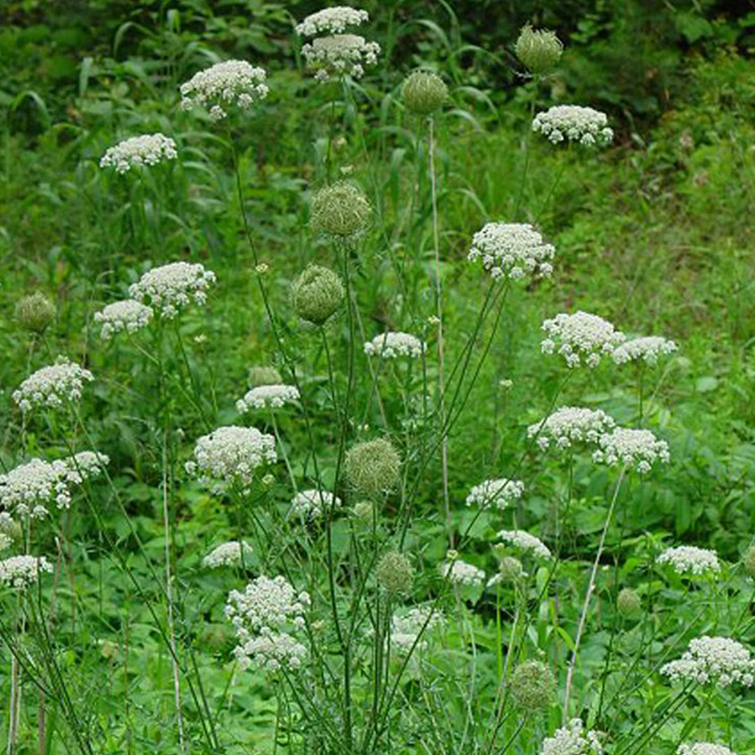 queen annes lace