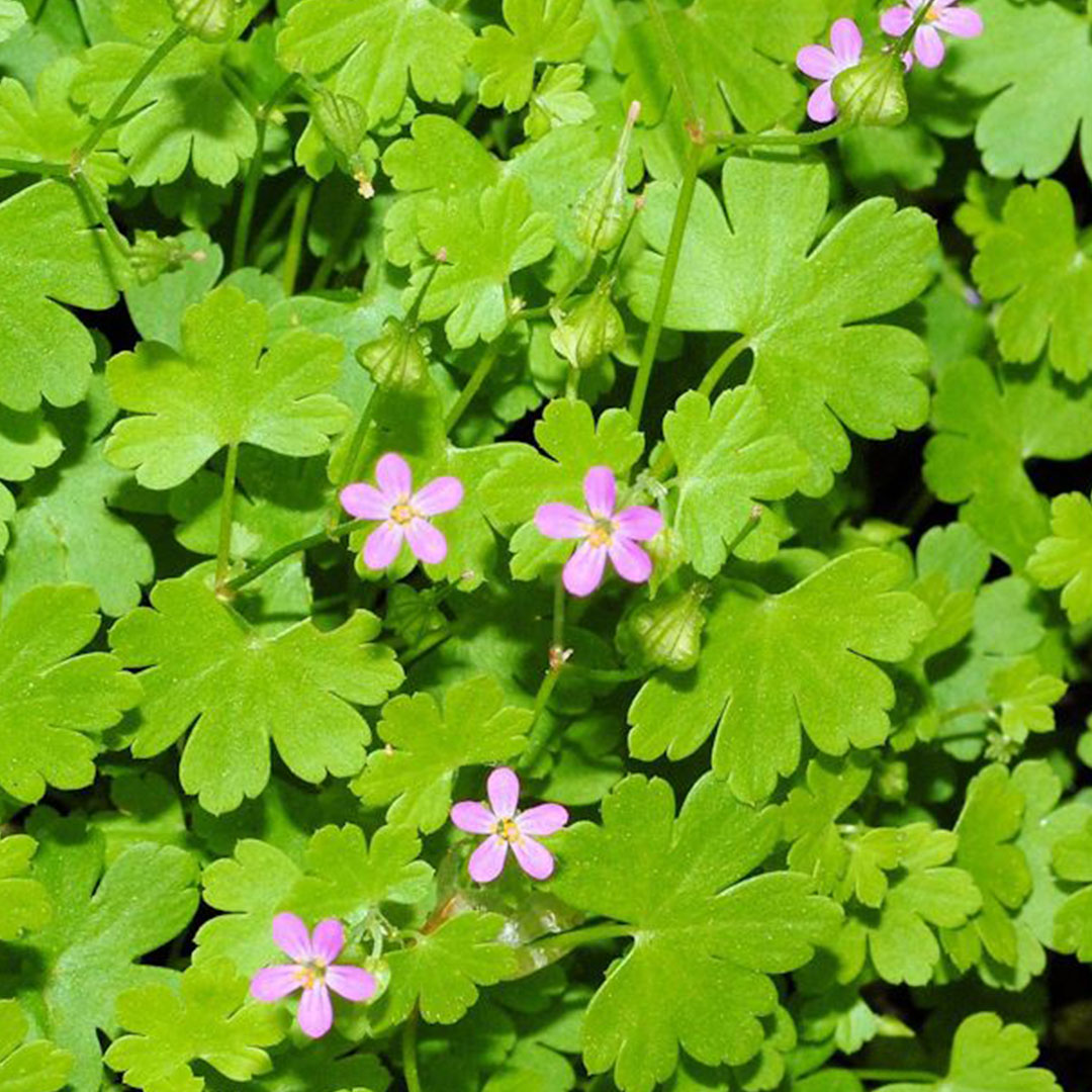 shiny geranium