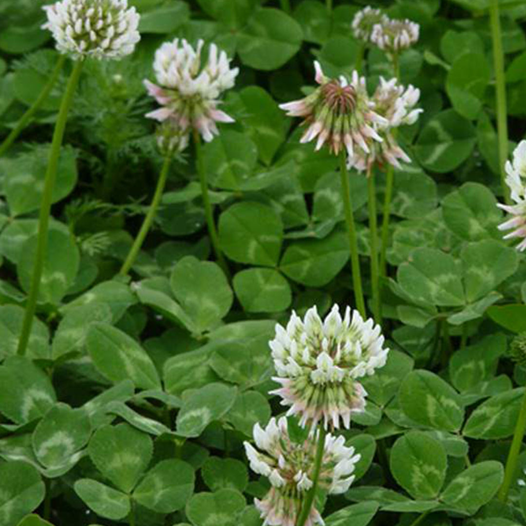 white clover